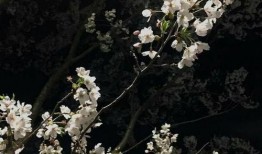 树叶最新爆料文案短句,揭秘娱乐圈最新幕后故事